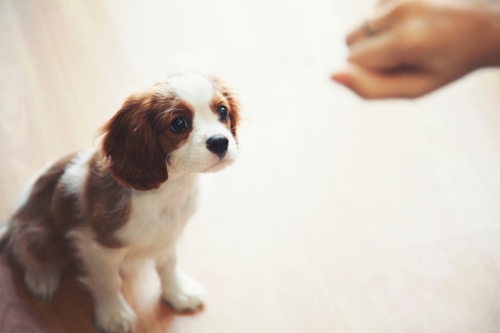 犬隻訓練簡易指南：為何正向強化是最佳選擇